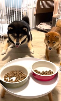 豆福くん㊧と夢栗ちゃん、ふたりでタップダンス？（「豆福&夢栗【まめふく&ゆめくり】」さん提供、Instagramよりキャプチャ撮影）