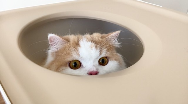 ひょっこりにゃん