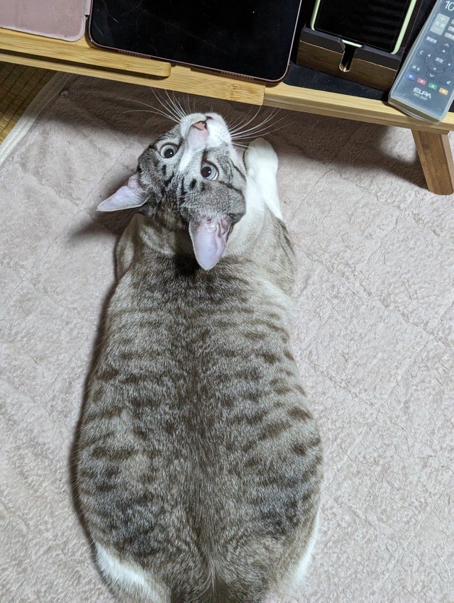 生後10か月のななくん。立派なシャムトラになりました