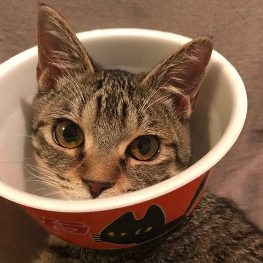 避妊後、（病院のカラーを嫌がったので）インスタに載ってたカップ麺カラーを真似てみた（提供写真）