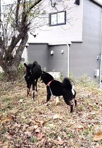 近付いてみたが…（「黒柴かげとら」さん提供）