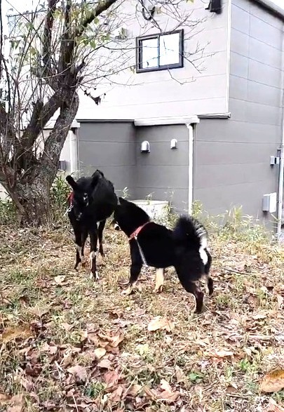 近付いてみたが…（「黒柴かげとら」さん提供）