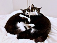優しい飼い主さんに見守られながら過ごす（左から）依灯ちゃん、結灯くん（画像提供：猫又ちぐらさん）