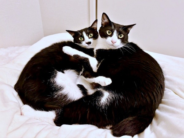 優しい飼い主さんに見守られながら過ごす（左から）依灯ちゃん、結灯くん（画像提供：猫又ちぐらさん）