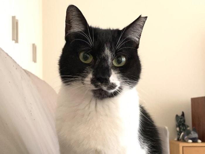 心配そうなこぐま