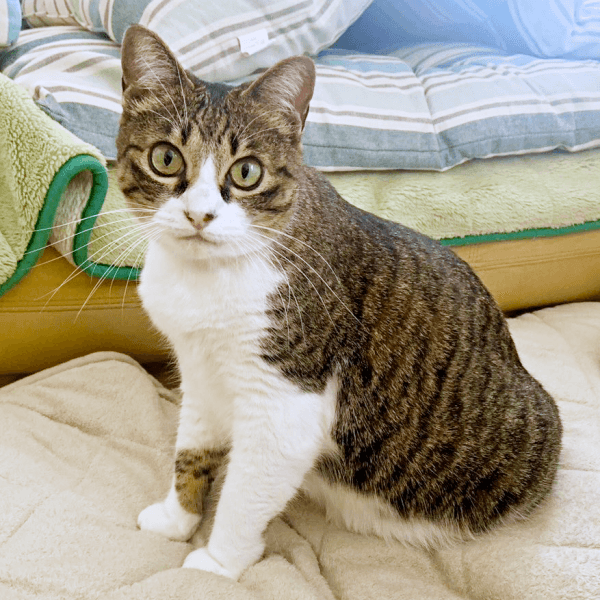 端正な顔立ちが素敵なクロエちゃん（画像提供：真顔のクロエさん）