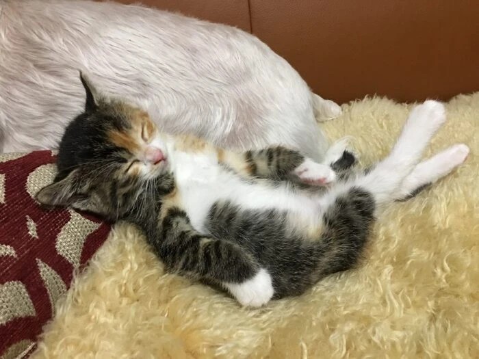 家にきたころの「おこげ」