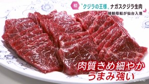 クジラの王様ナガスクジラの生肉　仙台港に初めて水揚げ