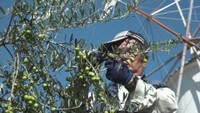 オリーブの収穫（９月）