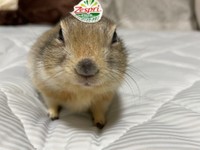 ハチくんの体重は約510g。500mlのペットボトルくらいの大きさという（提供写真）