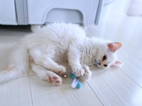 床にゴロンと寝そべっておもちゃで遊ぶモナカちゃん（画像提供：“モナカ“ スコティッシュたち耳さん）