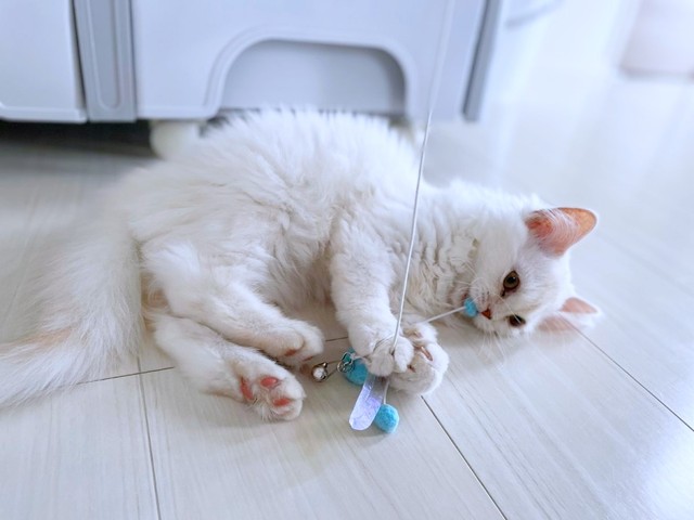 床にゴロンと寝そべっておもちゃで遊ぶモナカちゃん（画像提供：“モナカ“ スコティッシュたち耳さん）