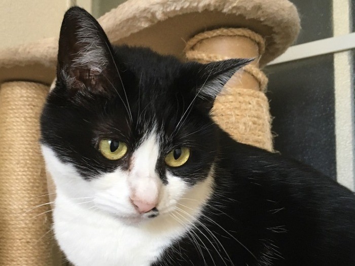 美人ハチワレって私のことよね