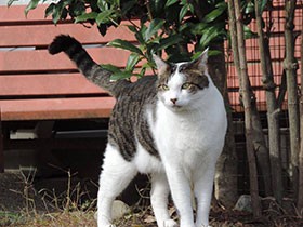 トンボさん、待て～！　MIX猫「まう」、毎日の散歩が日課　　