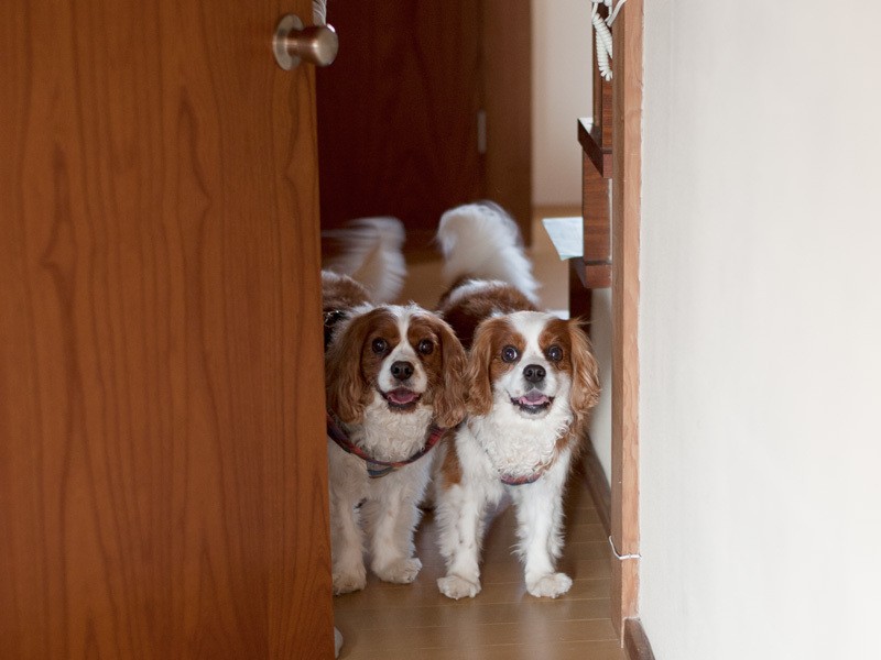 「ただいま！散歩楽しかったよ」（小林写函撮影）