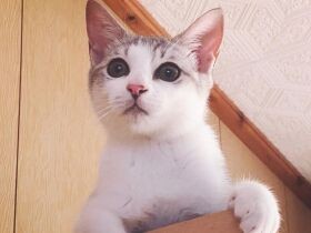 お姉さんの仲間入り？　先輩猫の避難所だった食器棚の上を攻略した雑種猫「ポーポー」