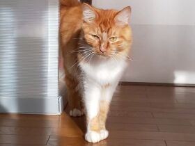 朝ごはんできてますか～　そろりと起きてきたけどまだ眠たそうな茶トラ猫「コテツ」