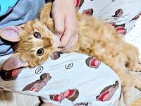 膝上で寝そべるぽわげちゃん（画像提供：ツナさん）