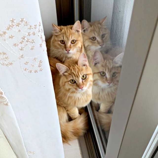 家に来た頃は推定1歳。（奥）健ちゃん（手前）剛くん（画像提供：ほとぷぅとごうとけんさん）