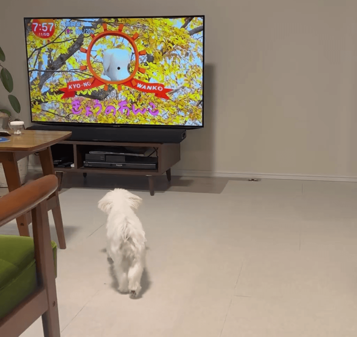 コーナーがはじまるとピッタリとテレビの前にやってくるくるみさん