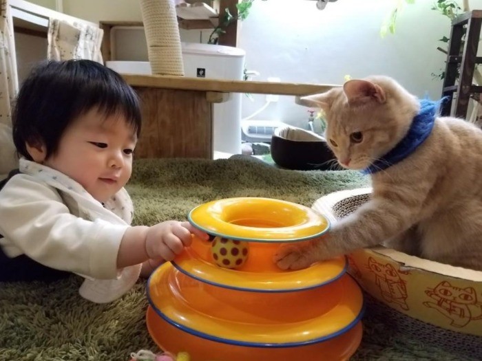 カフェに遊びにきた赤ちゃんと子猫の和やかシーン