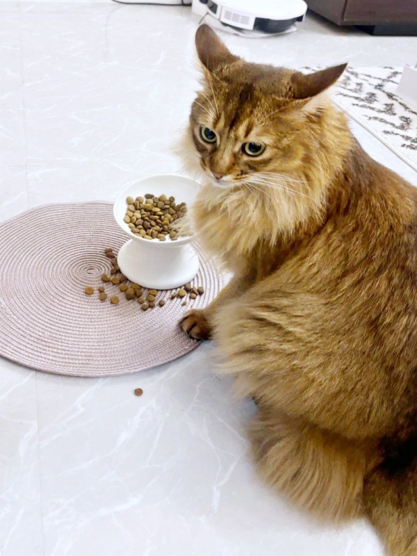 「ご飯、散らかってるの片付けて」と、イカ耳アピールするコン太くん（画像提供：とりねゆこさん）