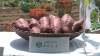 坂出市のさつまいも「早掘りかんしょ」