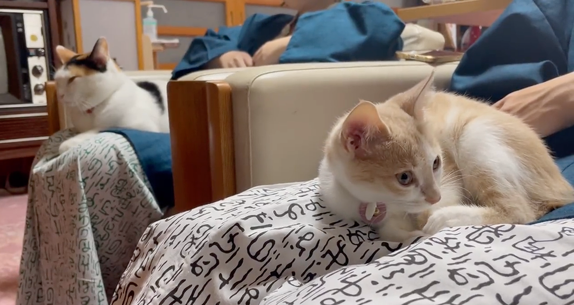 きなこ先輩と仲良くお客さまのお膝を温め中。（提供：桐屋旅館 aka.ねこ宿 @kiriya_ryokan）