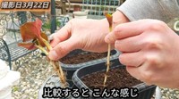 「比較すると、こんな感じ」大きく成長して細かい根がたくさん付いたドクダミと、小さめのドクダミで比較／「庭づくり大好きおじさん」さん（@diy48）提供