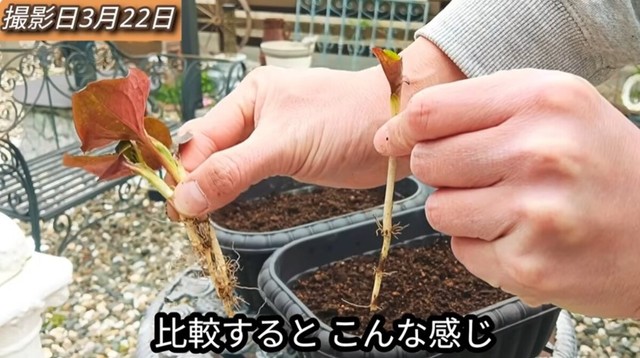 「比較すると、こんな感じ」大きく成長して細かい根がたくさん付いたドクダミと、小さめのドクダミで比較／「庭づくり大好きおじさん」さん（@diy48）提供