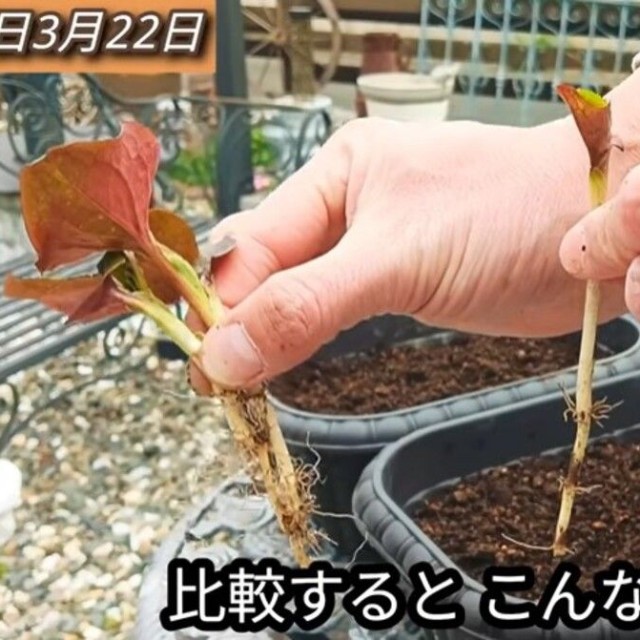 「比較すると、こんな感じ」大きく成長して細かい根がたくさん付いたドクダミと、小さめのドクダミで比較／「庭づくり大好きおじさん」さん（@diy48）提供