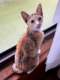 お迎え翌日、窓辺でニャルソックするさごしちゃん（画像提供：ネムノキさん）