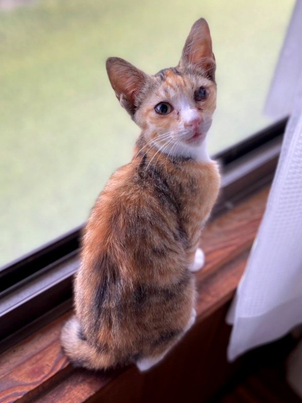 お迎え翌日、窓辺でニャルソックするさごしちゃん（画像提供：ネムノキさん）