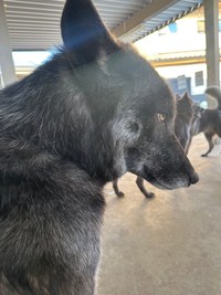 皆を虜にする横顔！（提供：ローズウルフRoseWolf 🐺🌹ウルフドッグ犬舎さん）