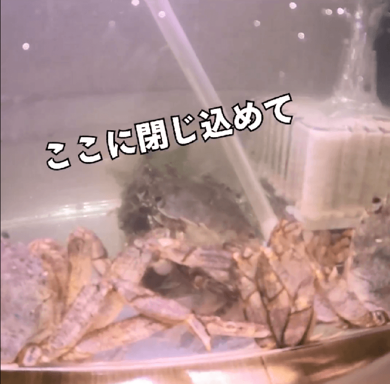 プリンセス・グラトニーヌさんが捕まえたモクズガニ３匹