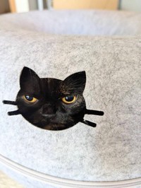 別角度から撮影したアンニュイな表情のめいちゃん（提供：さびニャンズさん）