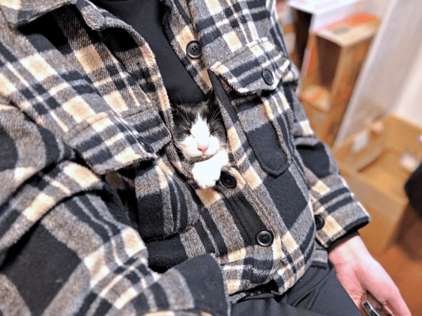 服のなかから顔をのぞかせるこはるちゃん（画像提供：T&A&Fさん）