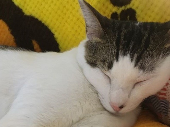 心地よさそうに眠っています