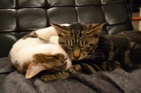 先住猫のにゃんとは仲良しだニャ