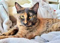 トライアル11日目、おうちに慣れてきたふがしちゃん（画像提供：ふがしちゃん サビ猫さん）