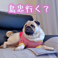 「島忠」のワードに即反応！ むさしくんのリアクションが話題に（画像提供：パグのむさしさん）