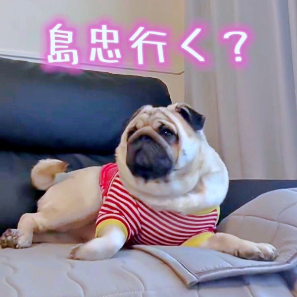 「島忠」のワードに即反応！ むさしくんのリアクションが話題に（画像提供：パグのむさしさん）