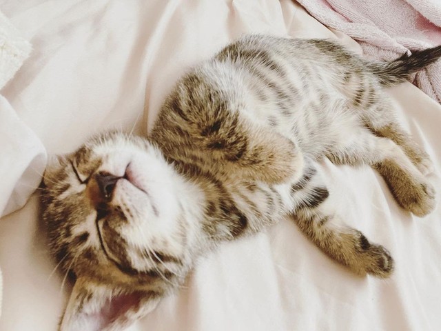 ６週齢の頃、天使の寝顔