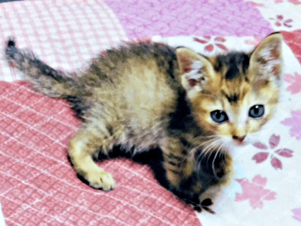 庭にひとりで取り残された彩月ちゃん（画像提供：彩月＆萌花にゃんさん）