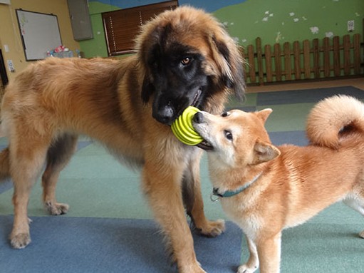愛犬とお出かけを楽しむには、子犬時代の経験が大切！