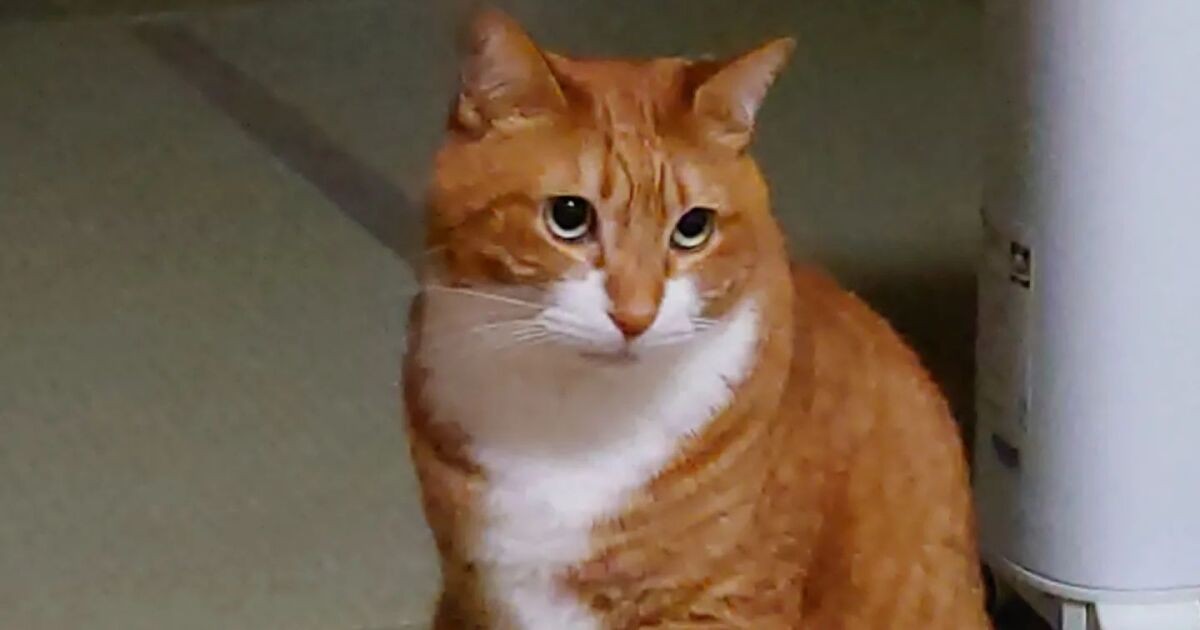 弟猫が来てお兄ちゃん猫が若々しくなった 甘え上手な茶トラ白猫「福