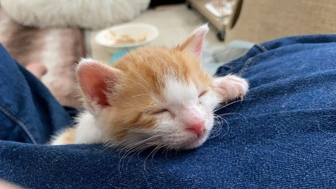 登ったまま眠る＝ねこかます（@nekokamasu）さん提供