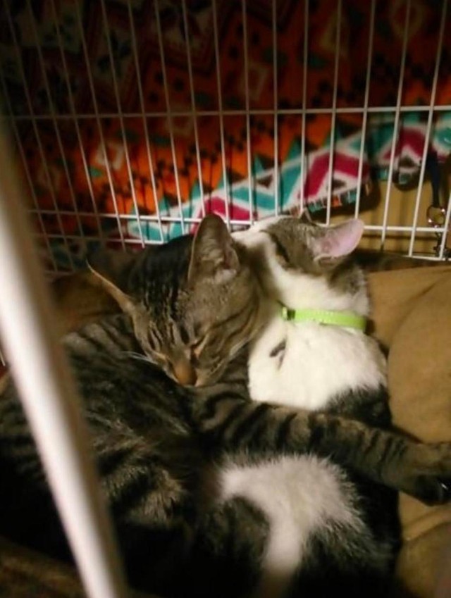 先住猫のピートくんが母猫のように面倒を見た＝gatita_himawariさん提供

