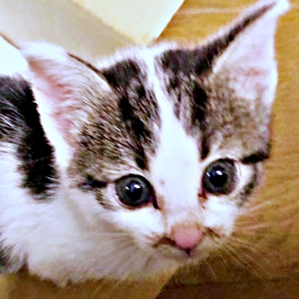 保護時、不安げな表情で飼い主さんを見上げるしおちゃん（画像提供：猫のしお むすび 飼い主はろでさん）