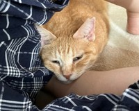 飼い主さんの腕に抱かれてうっとりするツナちゃん（画像提供：元野良猫ツナさん）